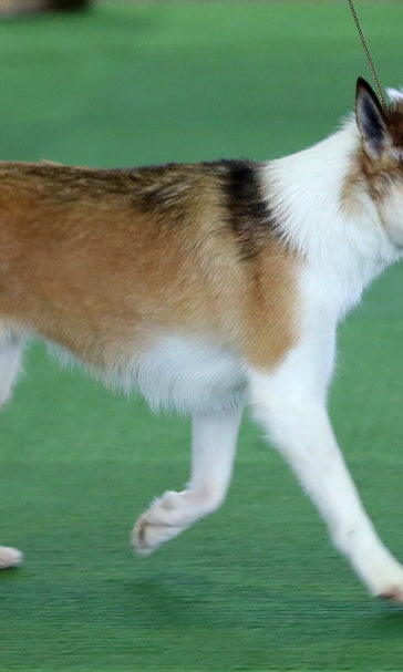 A breed apart: Rare Westminster dogs have ring to themselves